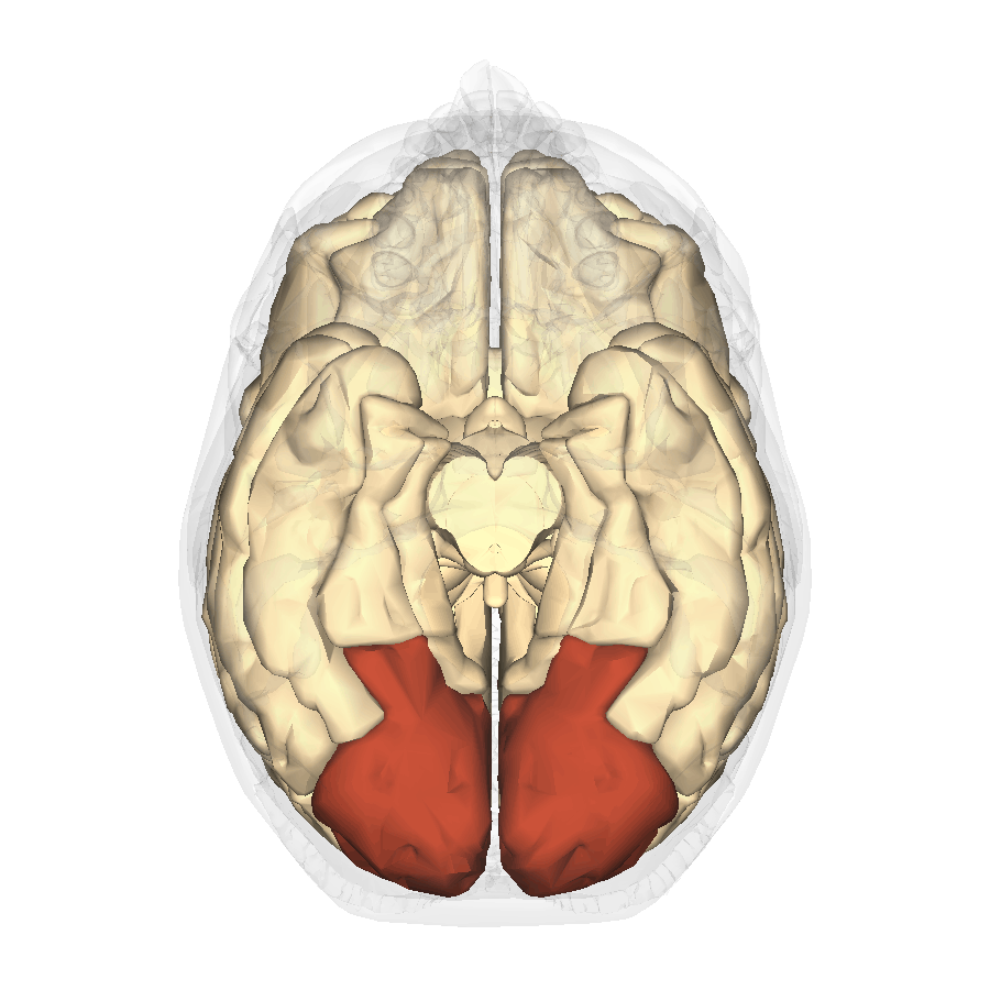 Occipital Brain Lobe | Function, Anatomy, Position, and ...