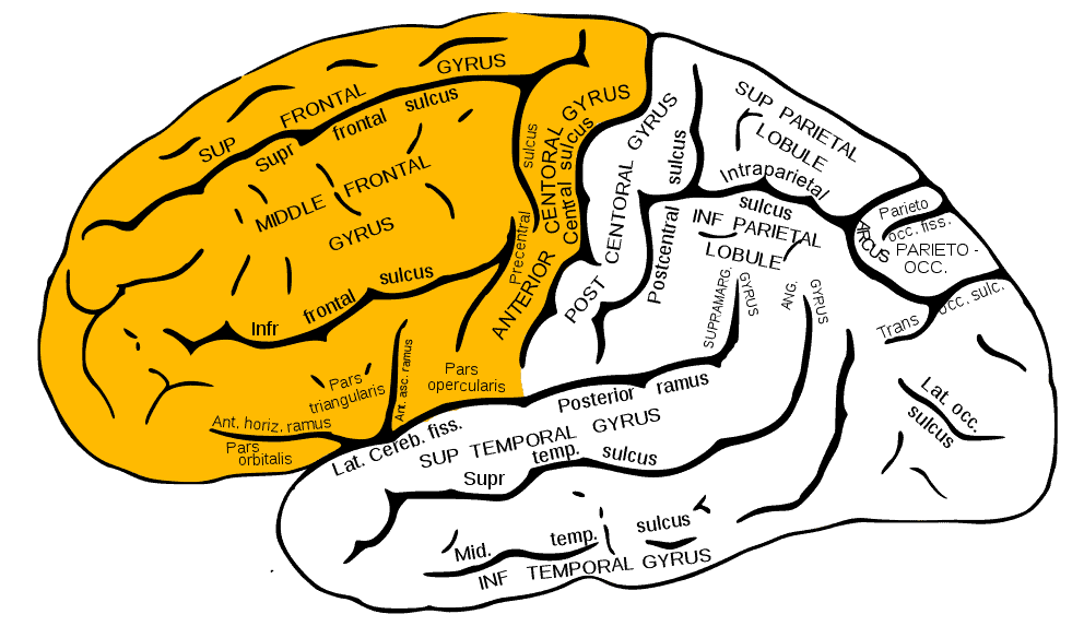 Frontal Brain Lobe | Position, Functions, Diseases, Conditions