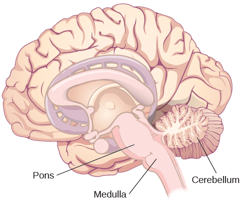 what does the medulla do